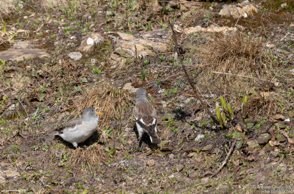 Niverolle alpine, mange