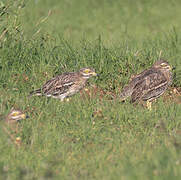 Eurasian Stone-curlew