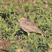 Eurasian Stone-curlew