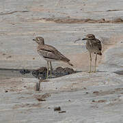 Water Thick-knee