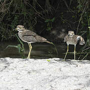 Water Thick-knee