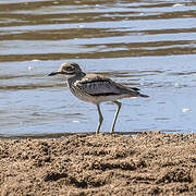 Water Thick-knee