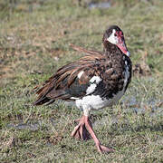 Spur-winged Goose