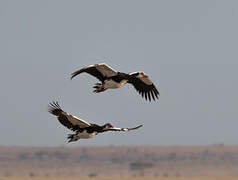 Spur-winged Goose