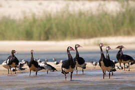 Spur-winged Goose