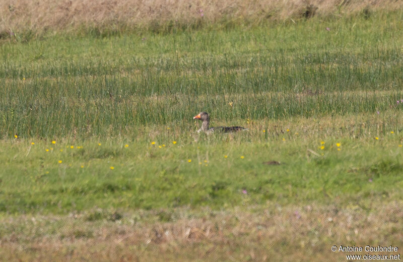 Oie cendrée, habitat