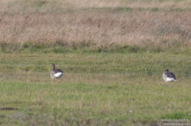 Oie cendrée, habitat
