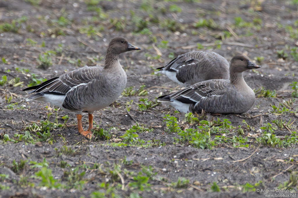 Tundra Bean Goose