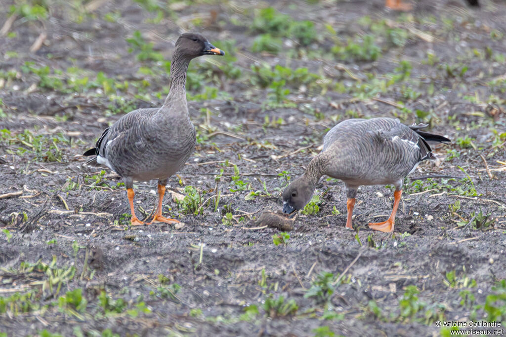 Tundra Bean Goose