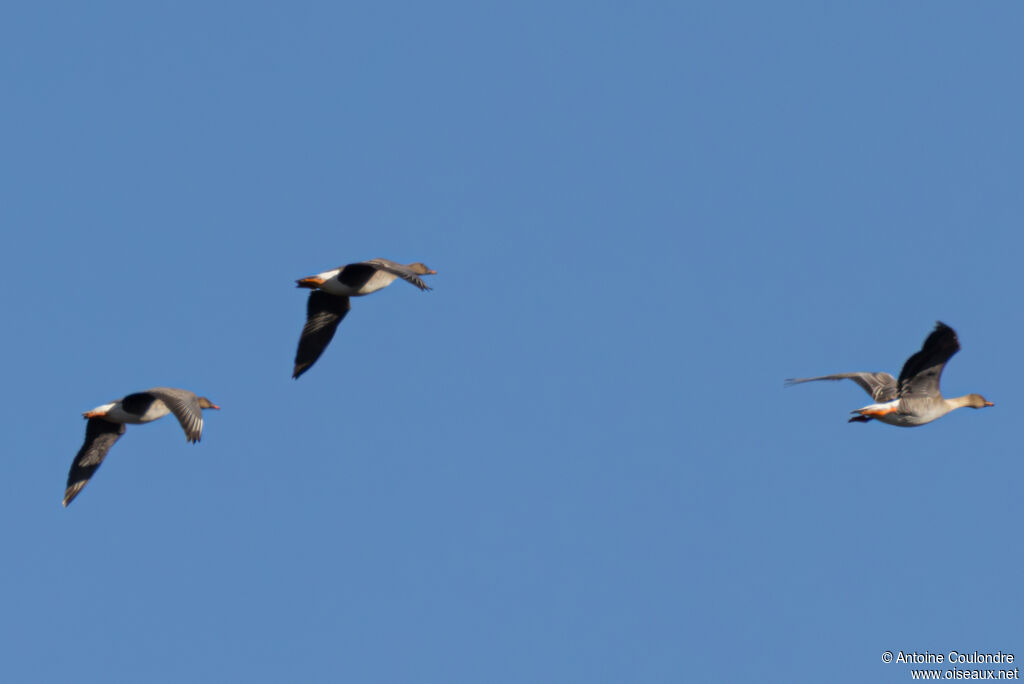 Oie des moissonsadulte, Vol