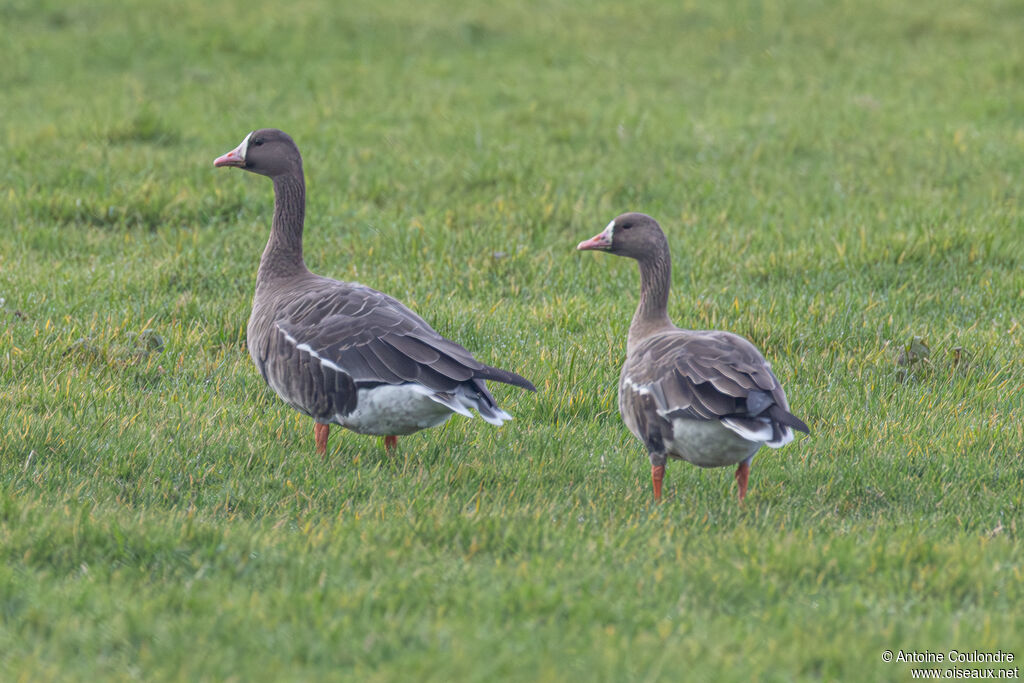 Greater White-fronted Goose