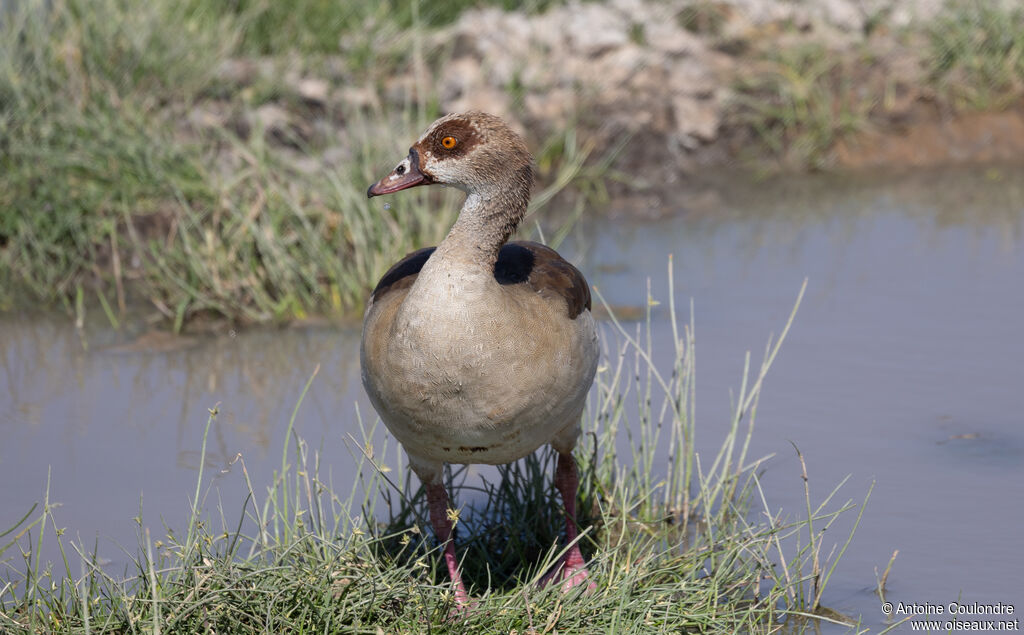 Egyptian Gooseadult