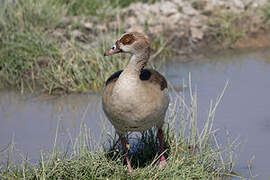 Egyptian Goose