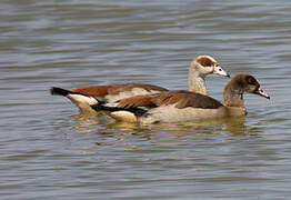 Egyptian Goose