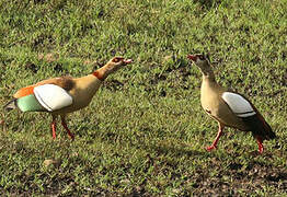 Egyptian Goose