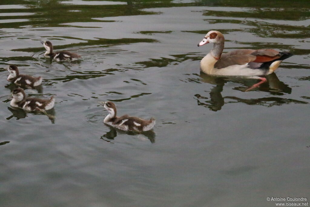 Egyptian GoosePoussin, swimming