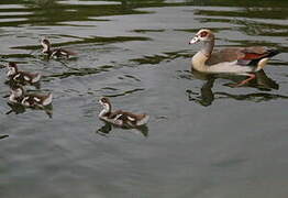 Egyptian Goose