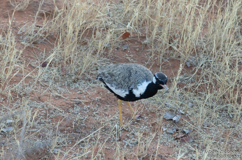 Northern Black Korhaan male adult