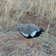 Northern Black Korhaan