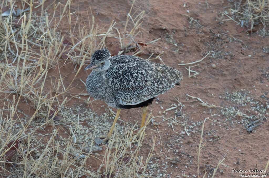 Northern Black Korhaan female adult