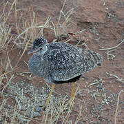 Northern Black Korhaan