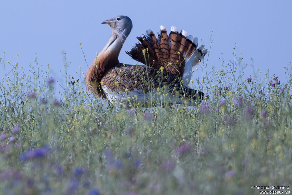 Great Bustard male, courting display