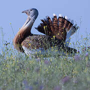 Great Bustard