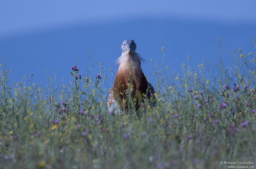 Great Bustard male, courting display