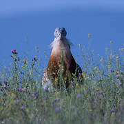 Great Bustard