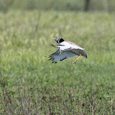 Outarde canepetière