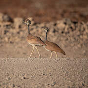 Rüppell's Korhaan