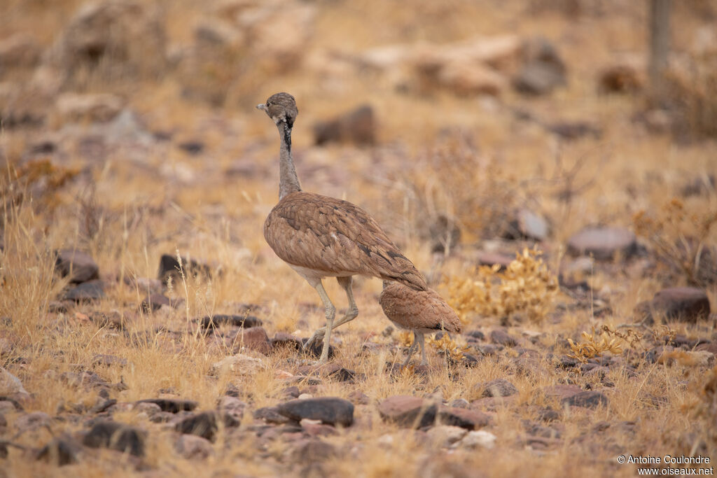 Rüppell's Korhaan female adult