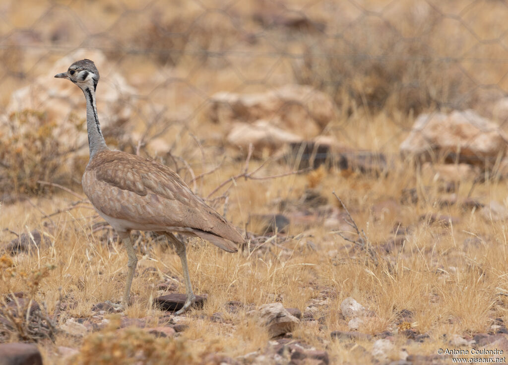 Rüppell's Korhaan male adult