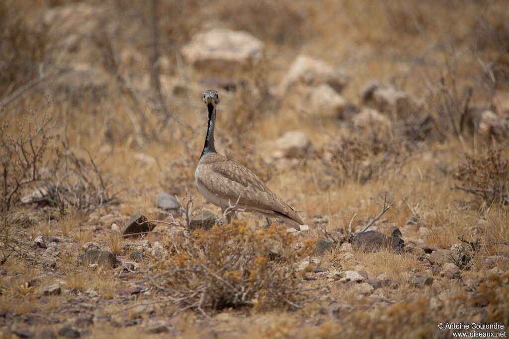 Rüppell's Korhaan male adult