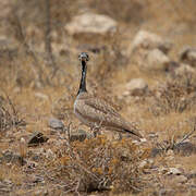 Rüppell's Korhaan