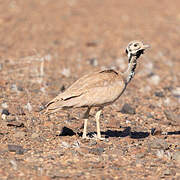 Rüppell's Korhaan