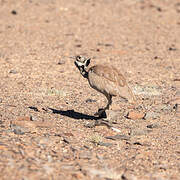 Rüppell's Korhaan