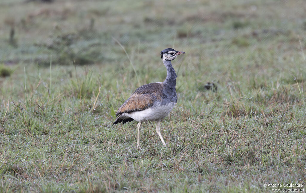 White-bellied Bustard male adult