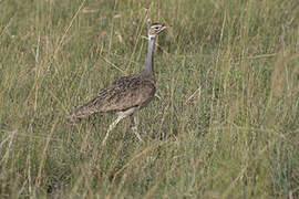 White-bellied Bustard