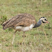 White-bellied Bustard