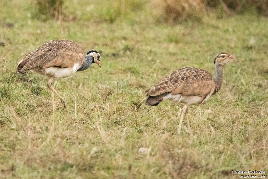 White-bellied Bustardadult