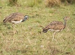 White-bellied Bustard