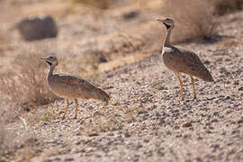 Red-crested Korhaan