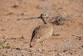 Red-crested Korhaan