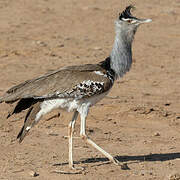Kori Bustard