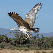 Kori Bustard
