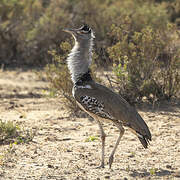 Kori Bustard