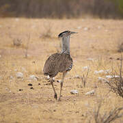 Kori Bustard