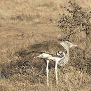 Kori Bustard