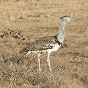 Kori Bustard